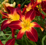 Load image into Gallery viewer, Daylily, Rainbow Rhythm Ruby Spider #2