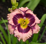 Load image into Gallery viewer, Daylily, Rainbow Rhythm Sound of my Heart #2