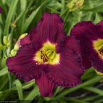 Load image into Gallery viewer, Daylily, Rainbow Rhythm Nosferatu #2