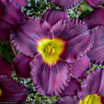 Load image into Gallery viewer, Daylily, Rainbow Rhythm Nosferatu #2