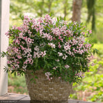 Load image into Gallery viewer, Deutzia, Yuki Cherry Blossom #3