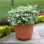 Load image into Gallery viewer, Deutzia, Yuki Snowflake #3