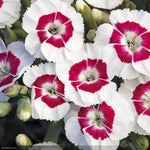 Load image into Gallery viewer, Dianthus, American Pie Berry A La Mode #1