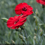 Load image into Gallery viewer, Dianthus, American Pie Cherry Pie #1