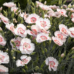 Load image into Gallery viewer, Dianthus, American Pie Georgia Peach #1