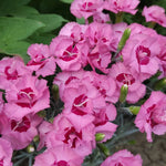 Load image into Gallery viewer, Dianthus, Angel of Hope #1