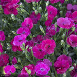 Load image into Gallery viewer, Dianthus, Delilah Magenta #1