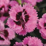 Load image into Gallery viewer, Dianthus, EverLast Lavender Eye #1