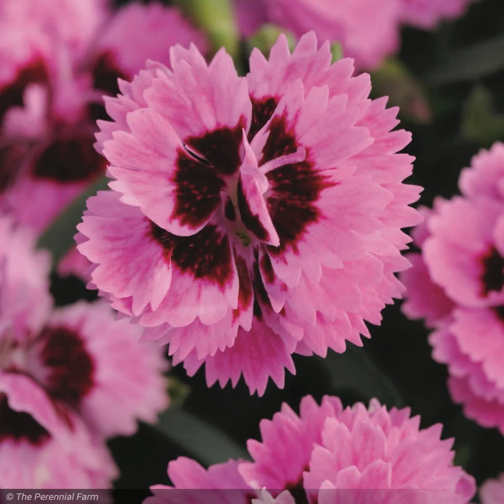Dianthus, EverLast Lavender Eye #1