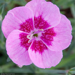 Load image into Gallery viewer, Dianthus, Everlast Light Pink Eye #1