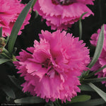 Load image into Gallery viewer, Dianthus, Everlast Orchid #1