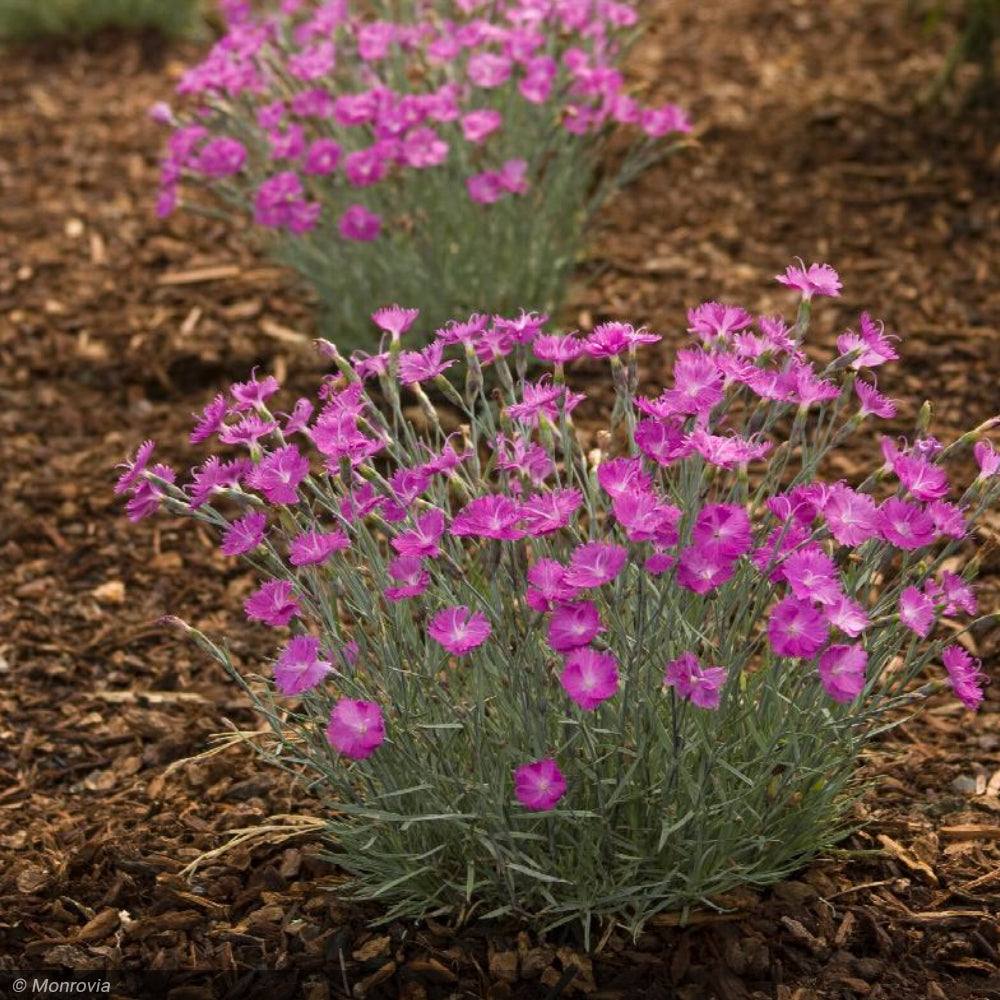 Dianthus, Firewitch Qt