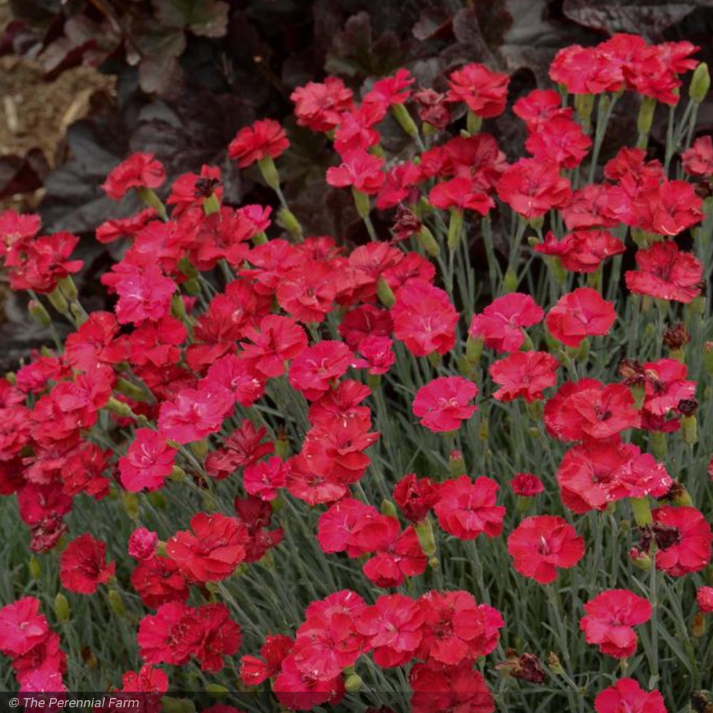 Dianthus, Frosty Fire #1