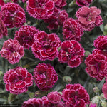 Load image into Gallery viewer, Dianthus, Fruit Punch Black Cherry Frost #1