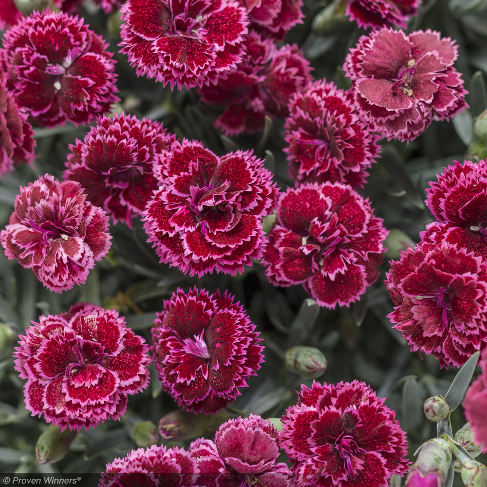 Dianthus, Fruit Punch Black Cherry Frost #1