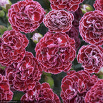 Load image into Gallery viewer, Dianthus, Fruit Punch Cherry Vanilla #1