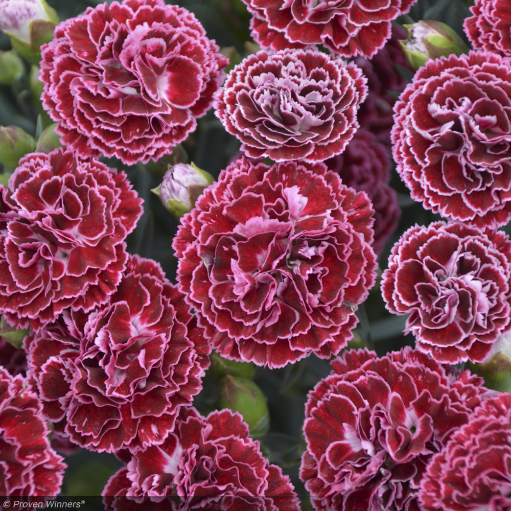 Dianthus, Fruit Punch Cherry Vanilla #1