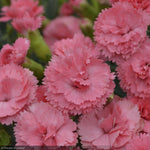 Load image into Gallery viewer, Dianthus, Fruit Punch Classic Coral #1