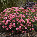 Load image into Gallery viewer, Dianthus, Fruit Punch Classic Coral #1