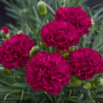 Load image into Gallery viewer, Dianthus, Fruit Punch Cranberry Cocktail #1