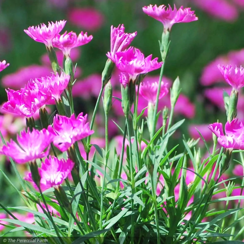 Dianthus, Beauties Kahori #1 – Greenwood Creek Nursery