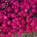 Load image into Gallery viewer, Dianthus, Paint the Town Red #1