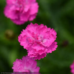 Load image into Gallery viewer, Dianthus, Pink PomPom Qt