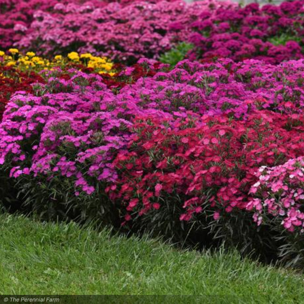 Dianthus, Rockin Pink Magic #1