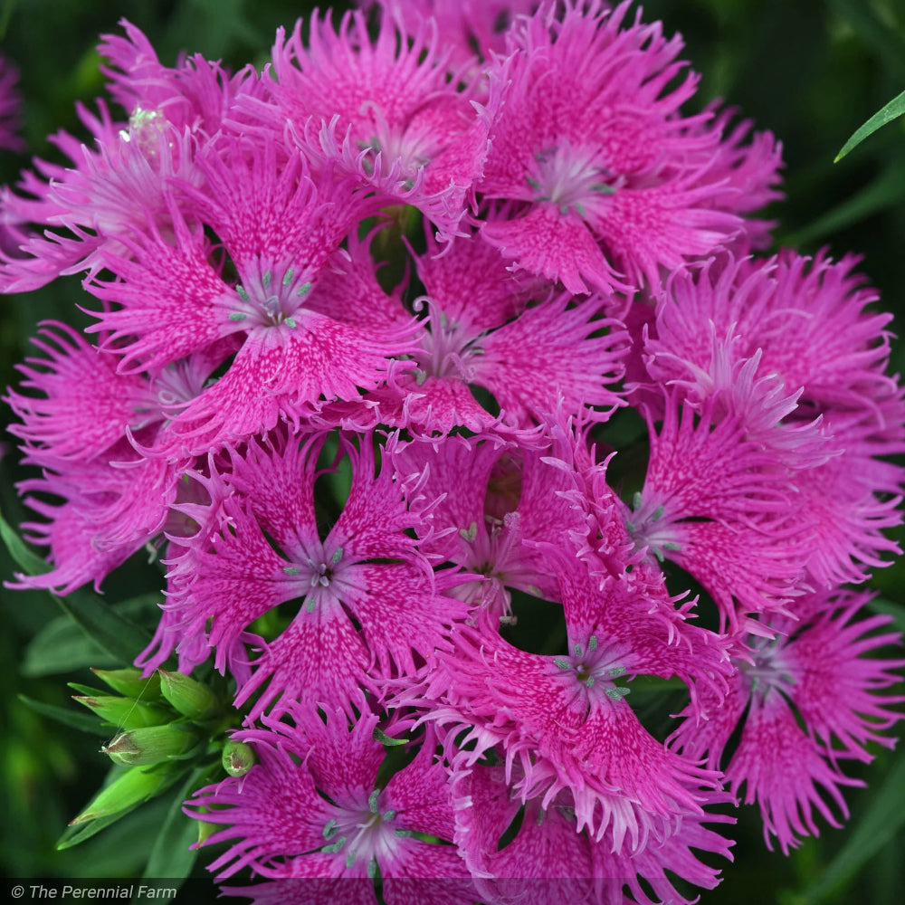 Dianthus, Rockin Purple #1
