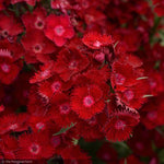 Load image into Gallery viewer, Dianthus, Rockin Red #1