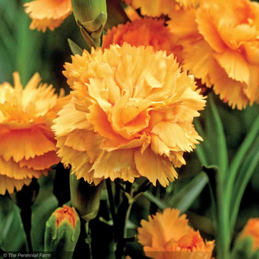 Dianthus, Super Trouper Orange #1