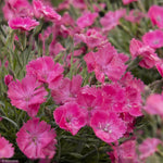 Load image into Gallery viewer, Dianthus, Vivid Brght Lite #1