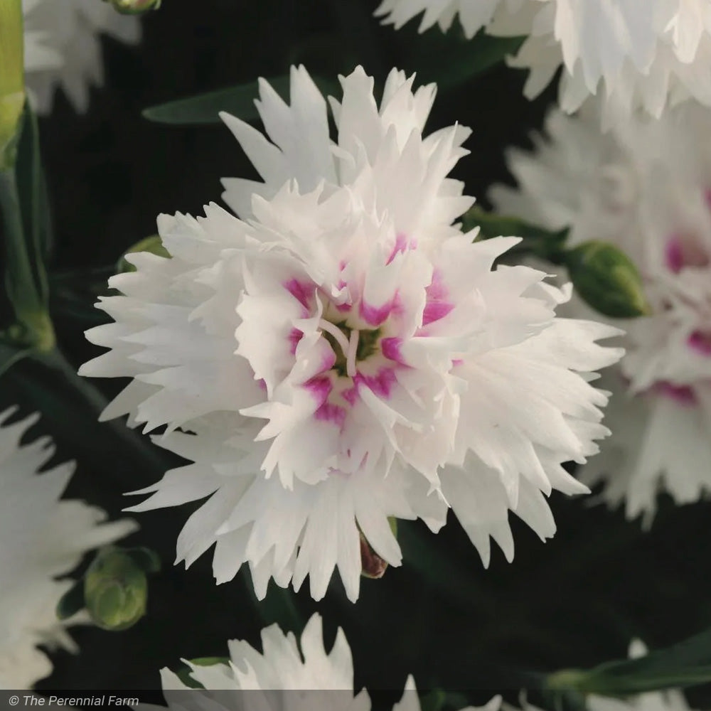 Dianthus, EverLast White Eye #1