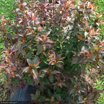 Load image into Gallery viewer, Diervilla, Kodiak Red #3