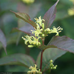 Load image into Gallery viewer, Diervilla, Kodiak Red #3