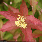 Load image into Gallery viewer, Diervilla, Kodiak Orange #3