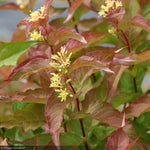 Load image into Gallery viewer, Diervilla, Kodiak Orange #3