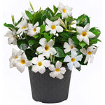 Load image into Gallery viewer, Trop, Dipladenia 10" HB
