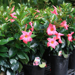 Load image into Gallery viewer, Trop, Dipladenia 10" HB