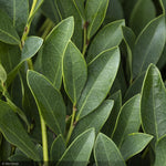 Load image into Gallery viewer, Distylium, Blue Cascade #3