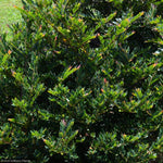 Load image into Gallery viewer, Distylium, Coppertone #3