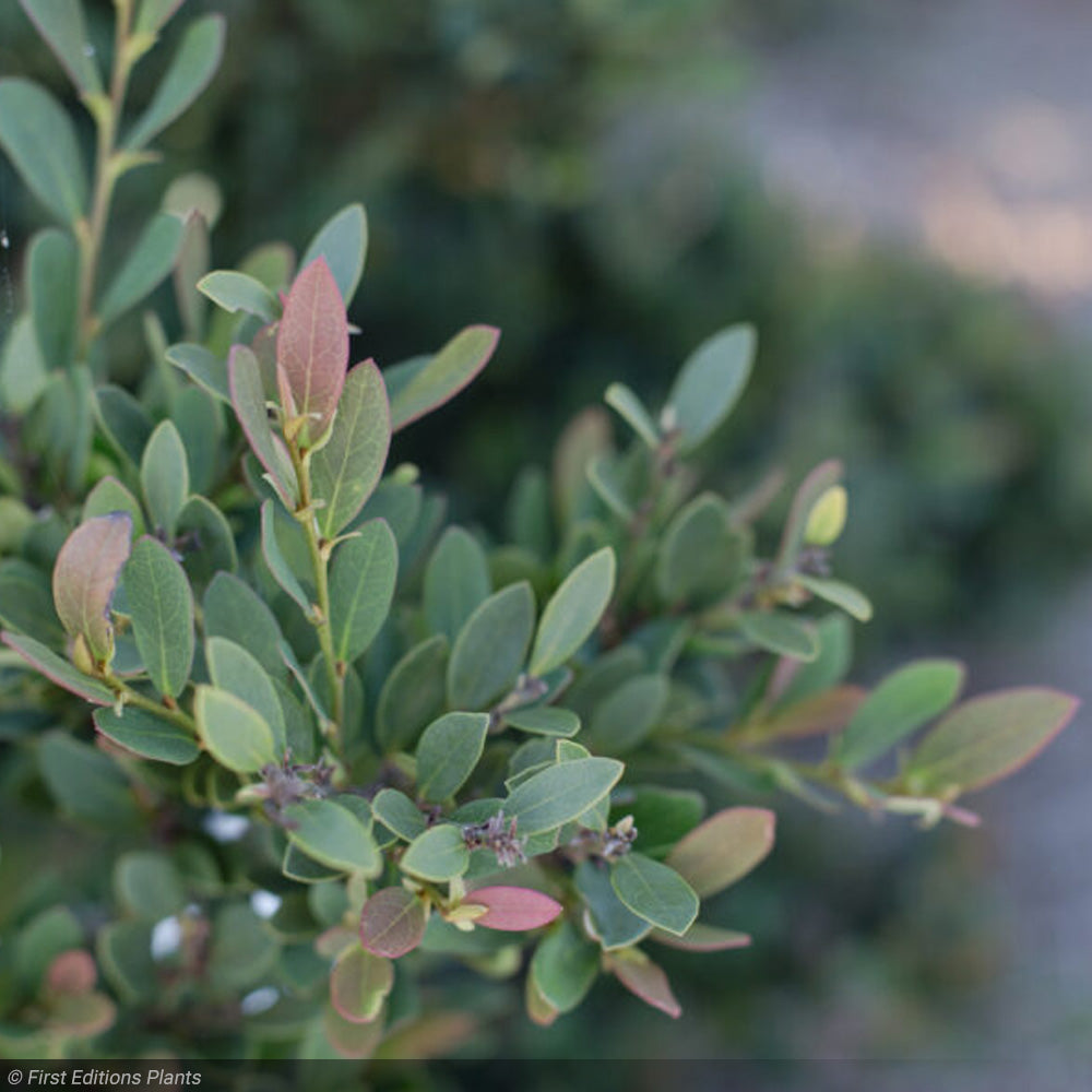 Distylium, Coppertone #3