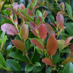 Load image into Gallery viewer, Distylium, Linebacker #15