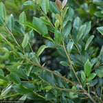 Load image into Gallery viewer, Distylium, Linebacker #15