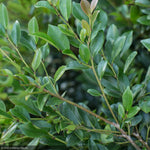 Load image into Gallery viewer, Distylium, Linebacker #7^