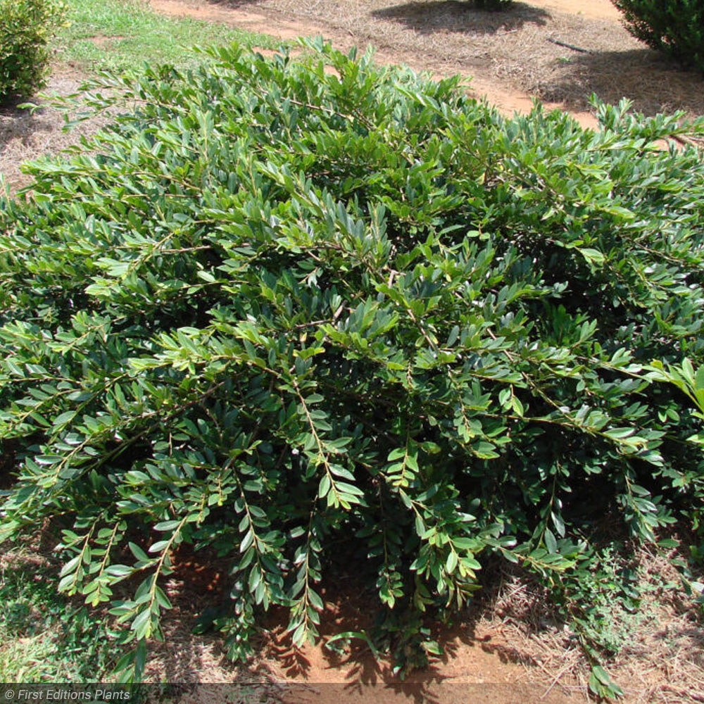 Distylium, Vintage Jade #3