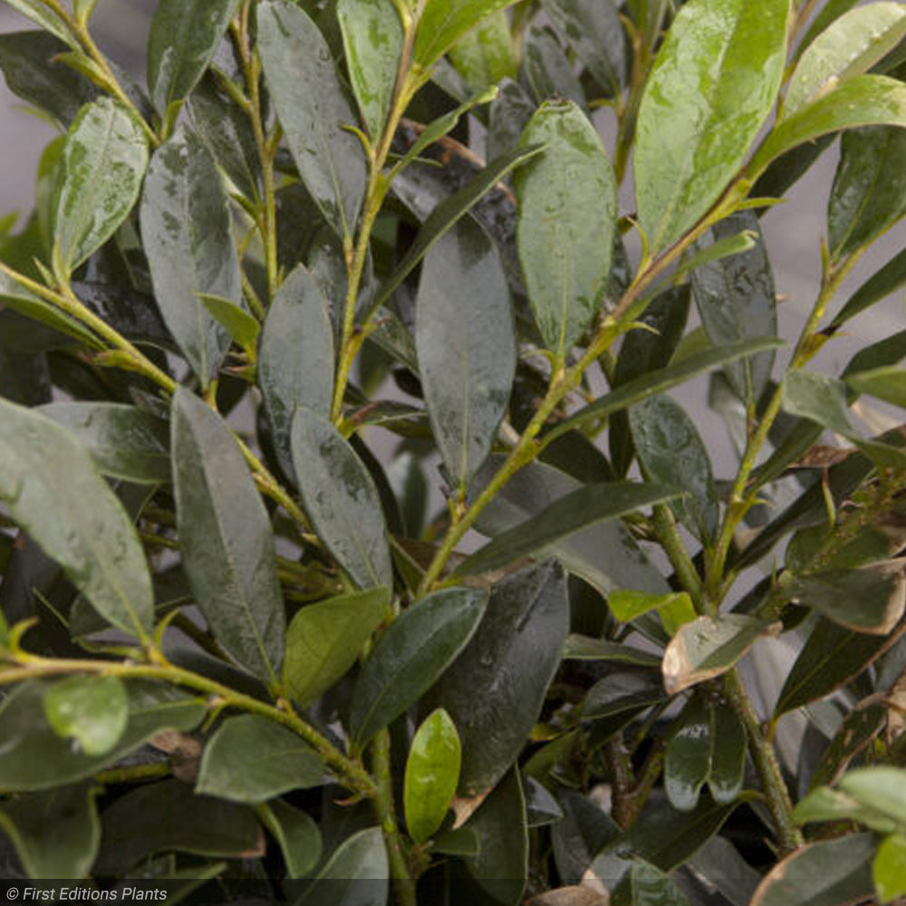 Distylium, Vintage Jade #3
