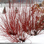 Load image into Gallery viewer, Dogwood, Arctic Fire Red #3