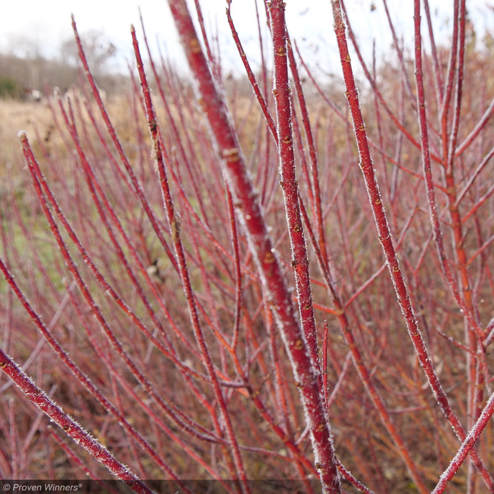 Dogwood, Arctic Fire Red #7