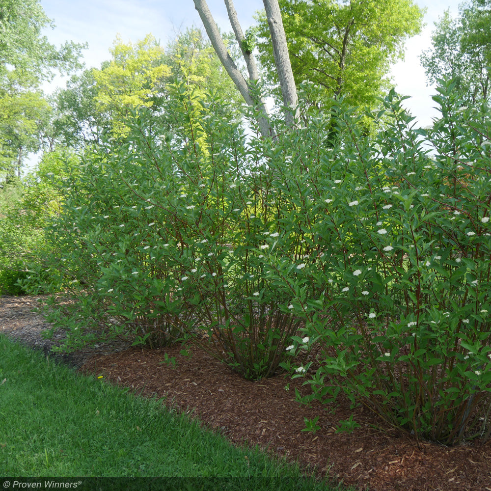 Dogwood, Arctic Fire Red #3